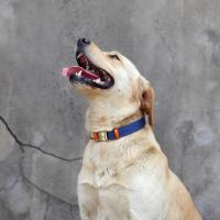 perro personalizado, conjunto correa, Collar cuero nailon perros, collares personalizados con etiqueta identificación mascotas, - details 13