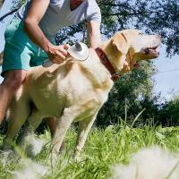 Cepillo para perros y gatos, peine de autolimpieza, removedor de pelo, herramientas de aseo, accesorios para mascotas - details 9