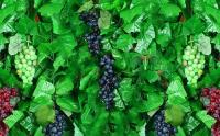 Racimo de Uvas Artificiales Fruta Artificial Fruta de Plástico