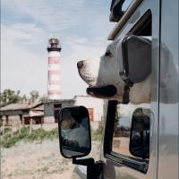 Orejeras para mascotas, protección auditiva ajustable, protección para los oídos de mascotas, antiruido, cómodos auriculares con cancelación de ruido para perros - details 3