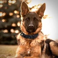 Collar Táctico para Perros de Policía Ajustable, Duradero, de Nylon Ideal para Perros Great Danes, Caniches Suministros para Mascotas - details 9
