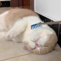 Varita retráctil para gatos 3 en 1 Pro: poste extensible de masaje con plumas arrugadas para juegos interactivos/autodescanso - details 4