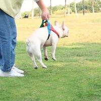 Chaleco con arnés ajustable para perro, cómodo chaleco reflectante a prueba de explosiones con correa para el pecho para perro, resistente al desgaste, Bulldog Francés - details 1
