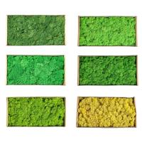 Musgo eterno, manualidades DIY, hierba, 20/40/100g, plantas verdes artificiales, decoración del hogar, habitación, jardín, mini país, hierba falsa - details 6