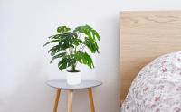 Planta Artificial Monstera en Maceta