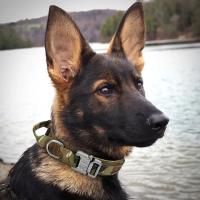 Collar Táctico para Perros de Policía Ajustable, Duradero, de Nylon Ideal para Perros Great Danes, Caniches Suministros para Mascotas - details 10
