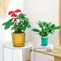 Absorción automática de algodón y agua para hidroponía perezosa, riego automático ETA, decoración de jardín. - details 2