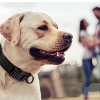 Collar táctico para perros, accesorio de nailon ajustable para entrenamiento de perros con asa de control y hebilla resistente para perros - details 3