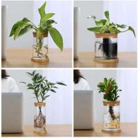 ETA hidropónica transparente para el hogar, minibotella creativa, jarrón de vidrio sin tierra, plantas verdes - details 2
