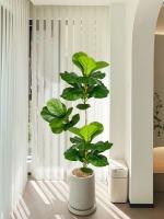 Gran Árbol de Figaro Artificial Hojas de Pizca de Goma para Jardín Interior y Exterior - details 2