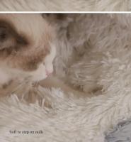 Saco De Dormir Para Mascotas Semi-Abierto Almohadilla Redonda De Peluche Suave 2 En 1 Calefacción Para Gatos Y Perros Nido De Descanso Cómodo Para Pequeños Animales - details 9