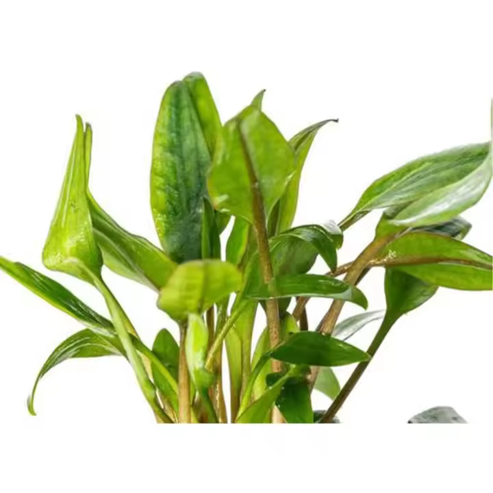Plantas pequeñas de acuario vivo - 1