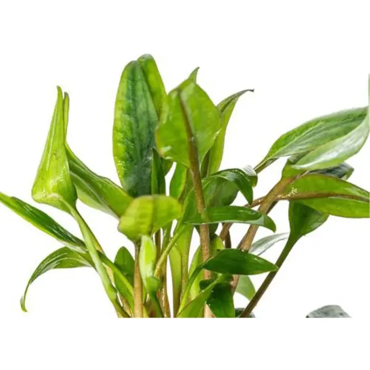Plantas pequeñas de acuario vivo - 1