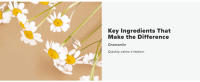chamomile