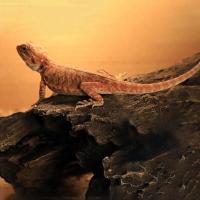 Gecko-Cueva de lagarto decorativa, terrario decorativo, simulación de corteza de árbol, reptil, escondite de troncos, Tortuga de resina, plataforma de escalada - details 0