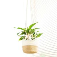 Plantas de jardines interiores, balcones exteriores jugosos, macetas colgantes, cestas tejidas - details 2