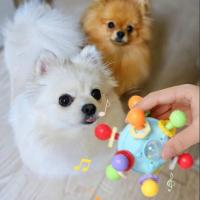 Pelota Interactiva para Perros con Sonido de Dibujos Animados Juguete Resistente a Mordiscos para Cachorros Accesorios de Juguete Hablados para Perros - details 1