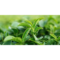 GREEN TEA EXTRACT