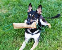 Juguete Interactivo para Masticar para Perros Grandes Duradero con Asa y Cuerda Juguete de Entrenamiento para Mascotas - details 16