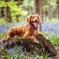 Petuxe Champú Vegano para Mascotas sin Sal de Mandarina. Para Manos Irritadas. Perros y Gatos. Todas las Razas. Uso Profesional para Peluquero Canino - 5000 - details 4
