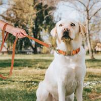 correa ustables cuero PU perro, Collar duradero cuerda de plomo mascotas, suave para perros pequeños, medianos y randes, - details 23