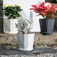 Plástico interior y exterior de gran diámetro ETA, plantas jugosas, plantas verdes - details 4