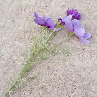 Rama de flor de Cosmos Artificial de lujo, simulación realista de plástico, crisantemo, flor falsa elegante hecha a mano - details 21