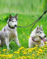 Correa para Perros Benepaw Duradera Doble con Reflectantes y Resistente 360° Sin Enredos para Perros Pequeños Medianos y Grandes - details 7
