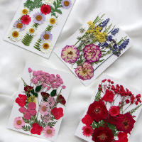 Flores secas, planta Natural Real, flor prensada para relleno de resina epoxi, manualidades para decoración de uñas, artesanía para hacer joyas - details 4