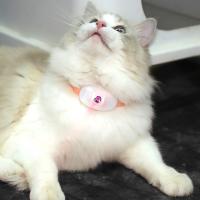 Aliviar la ansiedad Collar de provocación de gatos con láser inteligente Collar de provocación de gatos eléctrico interactivo LED infrarrojo libera las manos - details 14