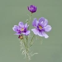 Rama de flor de Cosmos Artificial de lujo, simulación realista de plástico, crisantemo, flor falsa elegante hecha a mano - details 10
