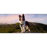 arnes perro antitirones