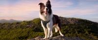 arnes perro antitirones