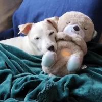 Animales de peluche suaves para mascotas, juguetes calmantes, animales vocales interactivos, música relajante, disipa la ansiedad - details 6
