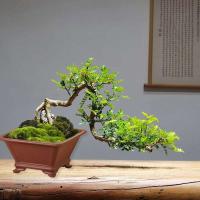 Arcilla púrpura de imitación ETA creativa, colorida, bricolaje, fregadero de cuatro lados, plantas duraderas, gruesas y jugosas, bonsái, jardinería - details 9