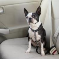 Arnes antitirones para perros 3 en 1 de PetSafe