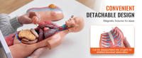 SucceBuy Modelo de cuerpo humano de 18 pulgadas, torso anatómico de 23 partes con órganos extraíbles, herramienta de enseñanza educativa unisex para aprendizaje y exhibición de ciencias - details 2