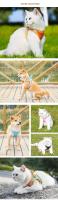 Conjunto de Correa perros, reflectante transpirable, arnés ustable y cómodo cachorros, suministros vies al aire libre para - details 4