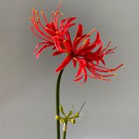 Rama de flor Higanbana Artificial de 60cm, flor de equinoccio de seda de plástico hecha a mano, hermosa flor falsa de tacto Real - details 5