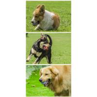 HOOPET-pelota interactiva para masticar para perro, juguete divertido para masticar, bolas de goma para comida, suministros para mascotas - details 4