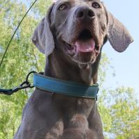 Collar de perro reflectante con correas elásticas, Collar ajustable sin tirones para mascotas para perros medianos y grandes, hebilla de liberación rápida resistente - details 2