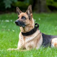 nailon duradero perros, collares tácticos militares de entrenamiento mascotas, Collar reflectante con mango fuerte para perros - details 3