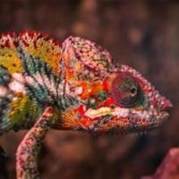 Bombilla de Calor UVB UVA AIICIOO Promueve la Sintesis de D3 para Reptiles y Amfibianos - details 8