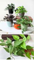 Mechones artificiales suaves, hojas de árboles tropicales de plantas verdes, hojas de hierba de la suerte para bonsái doméstico, nuevo - details 13