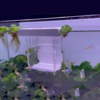Caja de aislamiento de peces de acrílico, transparente, desmontable, flotante, para incubar pecera - details 4