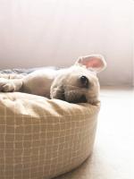 Camas redondas para mascotas, alfombrilla de tela suave para perros y gatos con almohada, cojines para dormir para animales, sofá para cachorros, casa para gatos pequeños, accesorios para perros - details 2