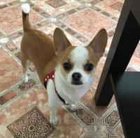 Lindo arnés perros pequeños chaleco suave cachorro pequeño gato Collar mascotas pecho de cuero para Chihuahua Yorkie maltés - details 3