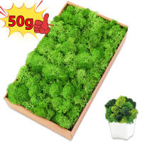 Plantas verdes artificiales de vida eterna, hierba de musgo, decoración de jardín de casa, Mini paisaje, flor falsa, regalos de manualidades DIY, 50g, nuevo - details 0