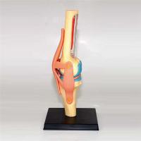 Modelo de Cuerpo Humano para Estudio de Anatomía Set de Rodillas Juntas de Organos para Estudiantes - details 4
