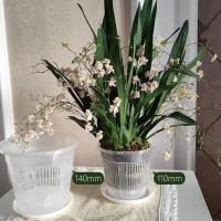 Macetas de orquídeas de plástico transparente para flores, lavabo transpirable, macetas de orquídeas, Control de raíces, maceta de escritorio transparente - details 8